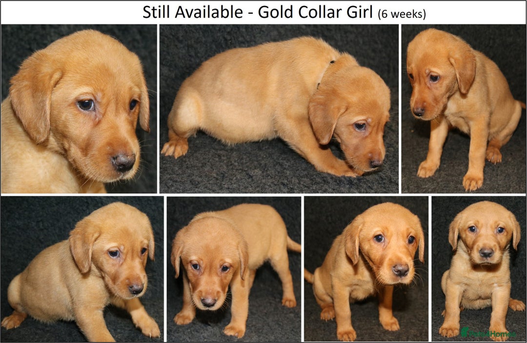 Labrador Retriever dogs for sale: Red Fox Labs : Health Checked-KC Reg-FTCH Pedigree - Image 9