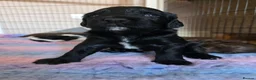 Mixed Breed dogs for sale: Bordoodle X Springer Spaniel puppies  - Advert 28