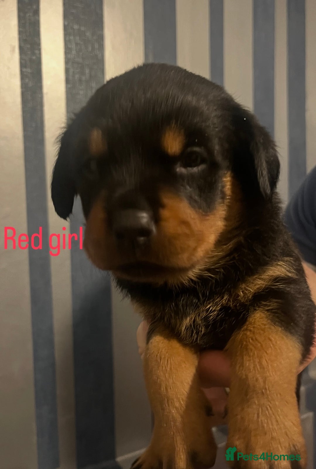 Rottweiler dogs for sale: Beautiful chunky Rottweiler puppies  - Advert 14
