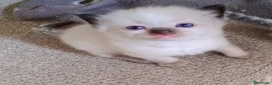 Ragdoll Kitten 1