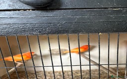 Canaries birds for sale: Red Factor Canaries - Image 4
