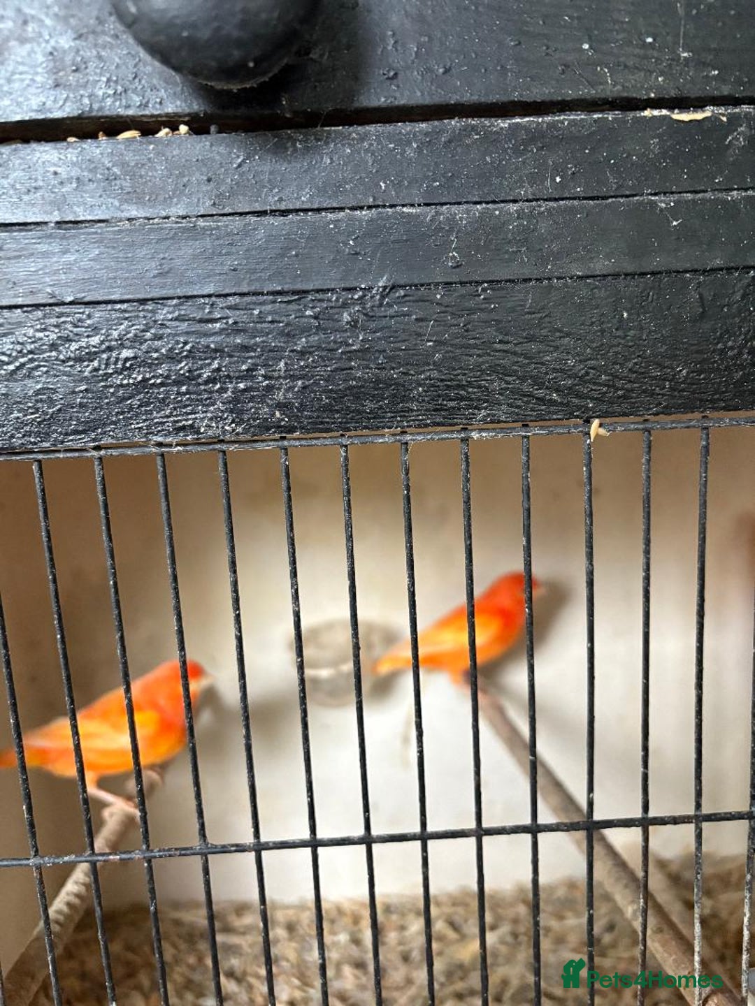 Canaries birds for sale: Red Factor Canaries - Image 4