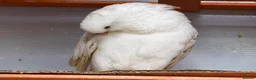 Mixed Breed birds for sale: Quality Pigeons for Sale 🕊️ - Advert 9
