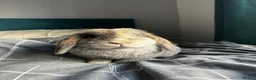 Mini Lop rabbits for sale: Female mini lop & encloser in Wellington - Advert 2