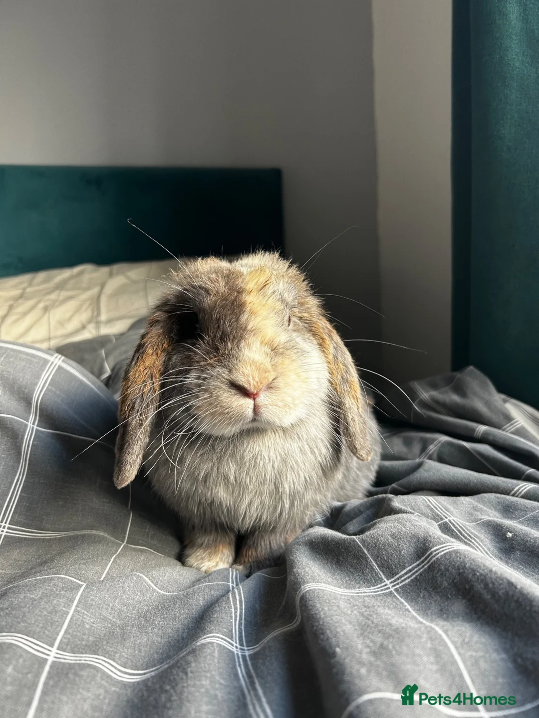 Mini Lop rabbits for sale: Female mini lop & encloser in Wellington - Advert 2