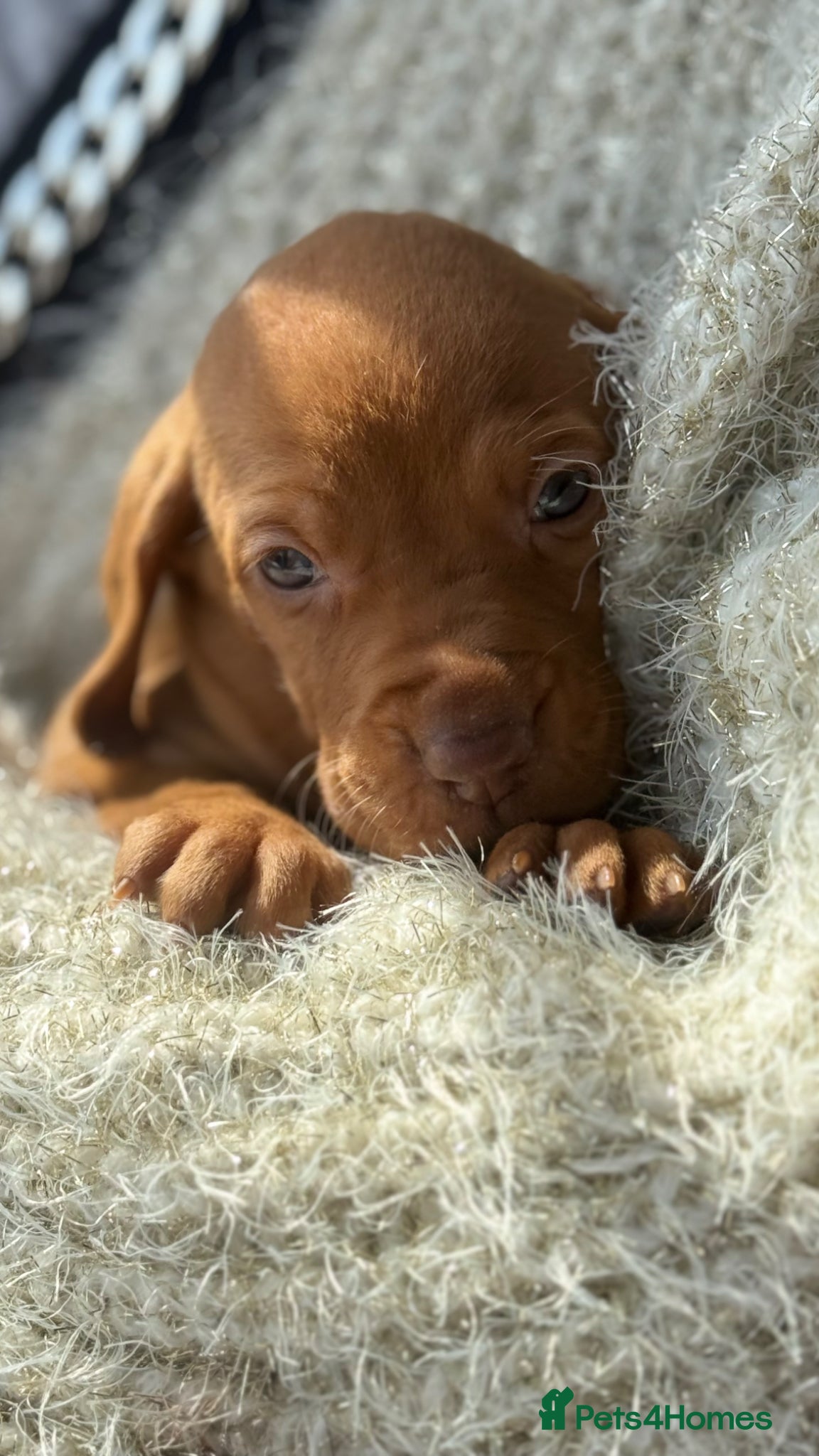 Hungarian Vizsla dogs Viszla Puppies 🐶 4 girls left!!!  - Advert 7