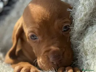 Hungarian Vizsla dogs Viszla Puppies 🐶 4 girls left!!! - Advert 7