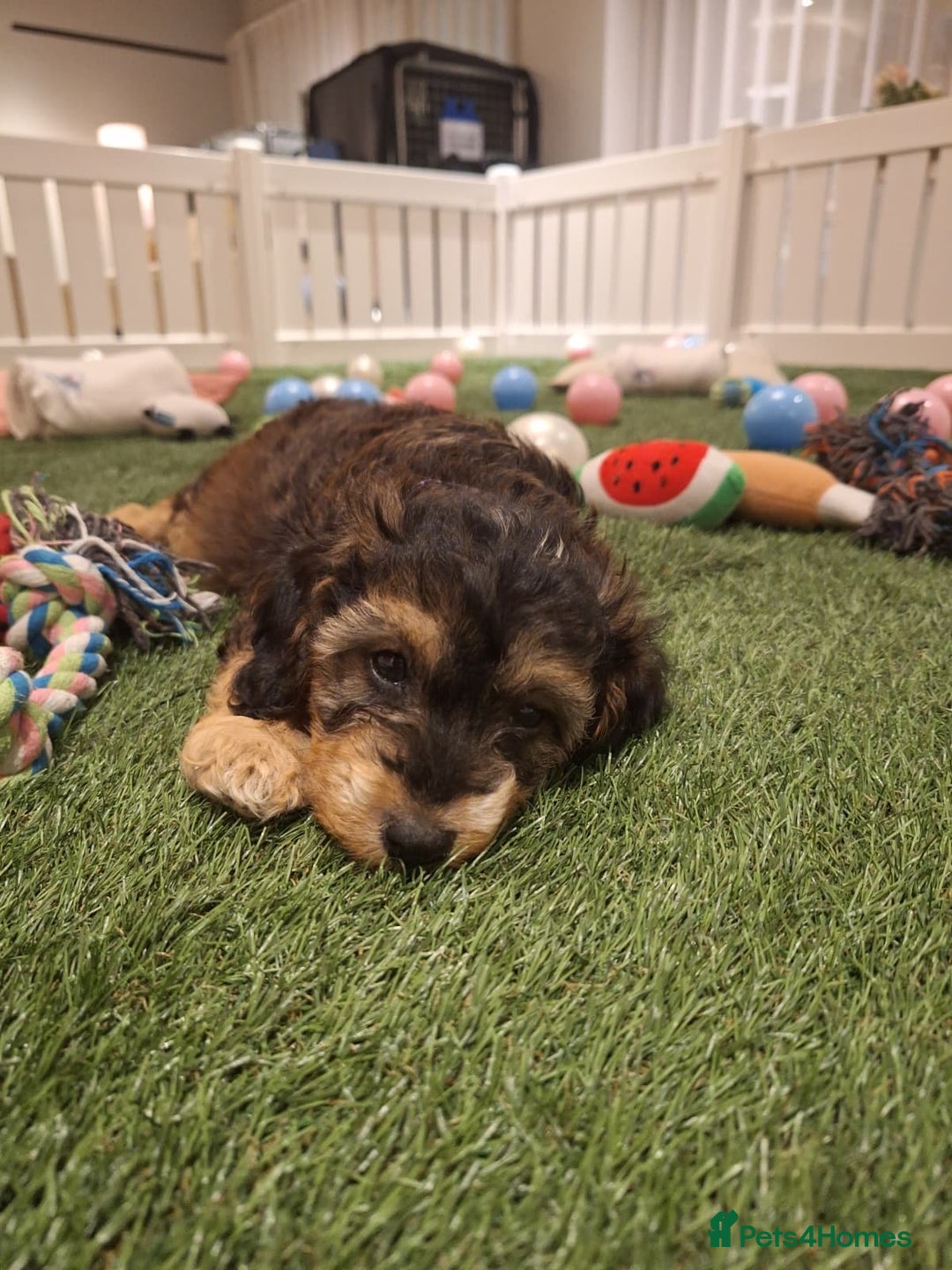 Cockapoo dogs for sale: 🐾STUNNING F1 COCKERPOOS HEALTH TESTED PARENTS 🐾 - Image 11