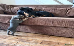 Dobermann dogs for sale: 10 week old Doberman Bitch  - Image 6