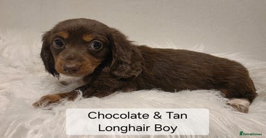 Miniature Dachshund dogs - Advert 16