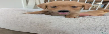Golden Retriever 6