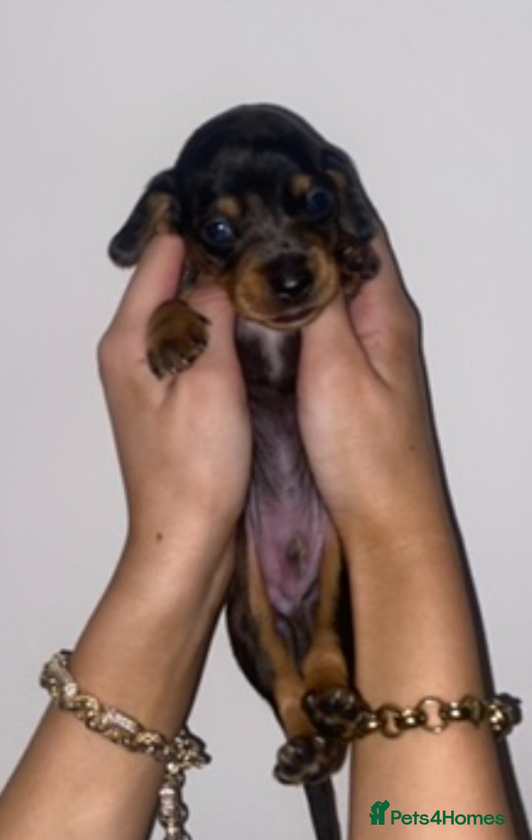 Dachshund dogs for sale: 4 Dachshund puppies for sale  - Advert 12