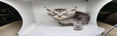 Maine Coon 6 Yellow collar 