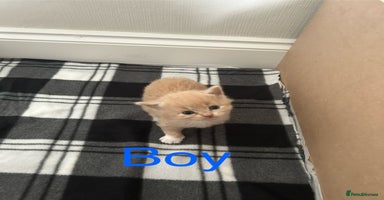 British Longhair cats - Advert 9
