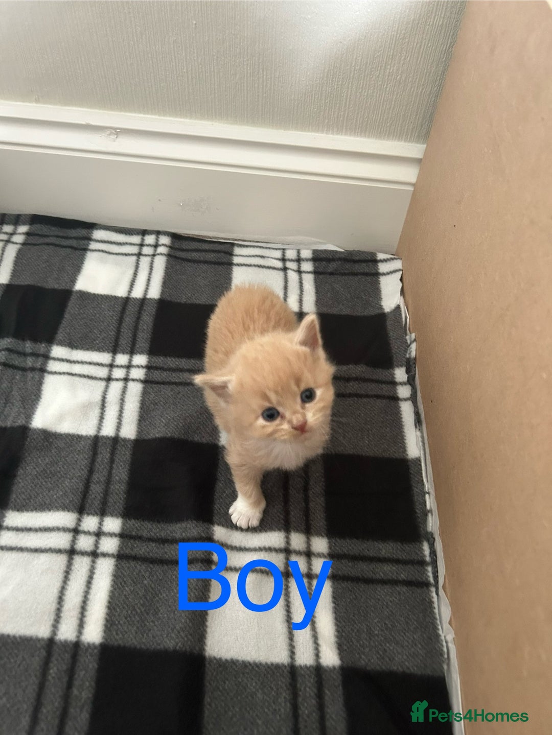 British Longhair cats for sale: Beautiful British longhair kittens - Image 2