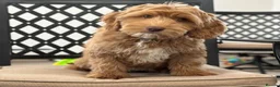 Goldendoodle dogs for sale: Goldendoodle - Advert 1