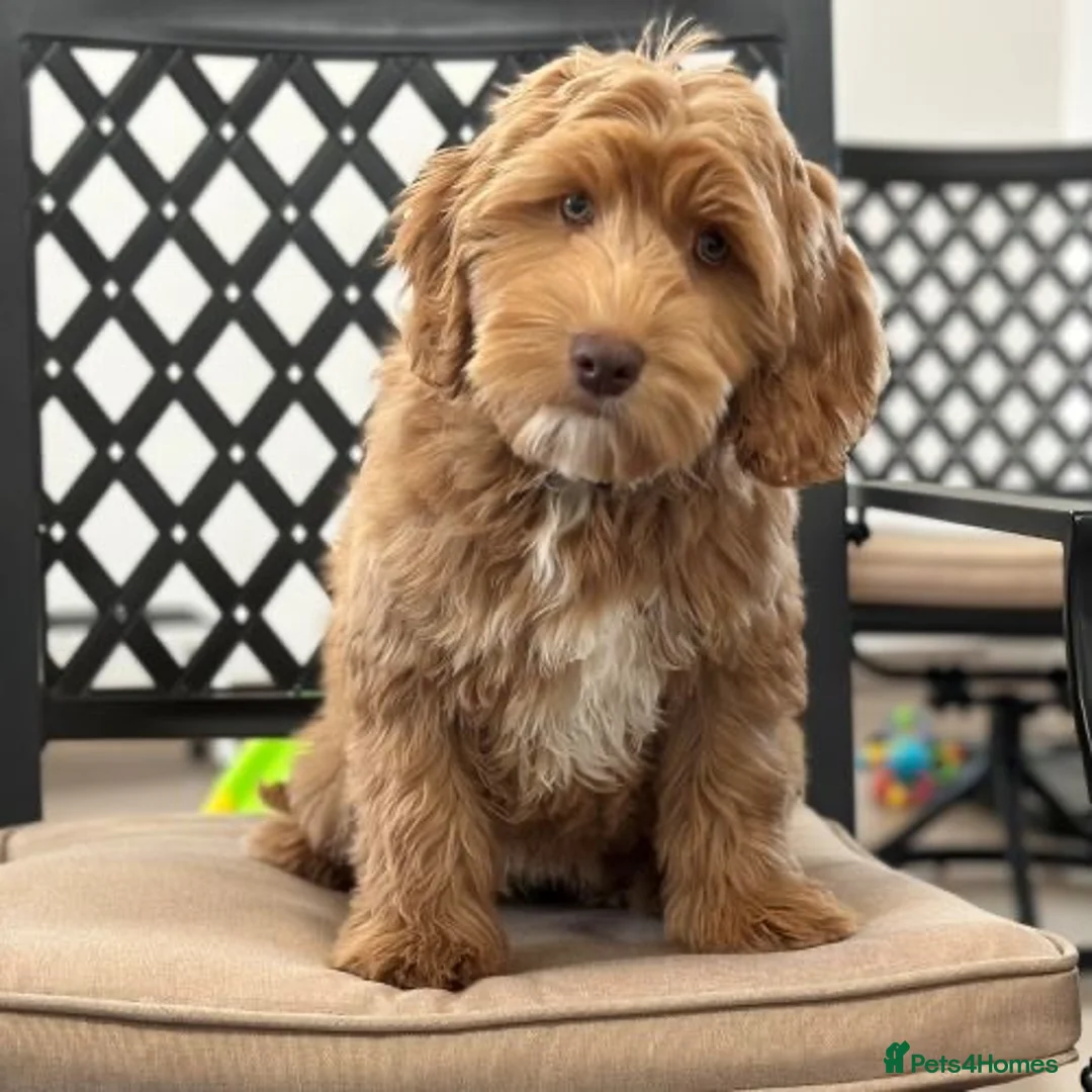 Goldendoodle dogs for sale: Goldendoodle - Advert 1