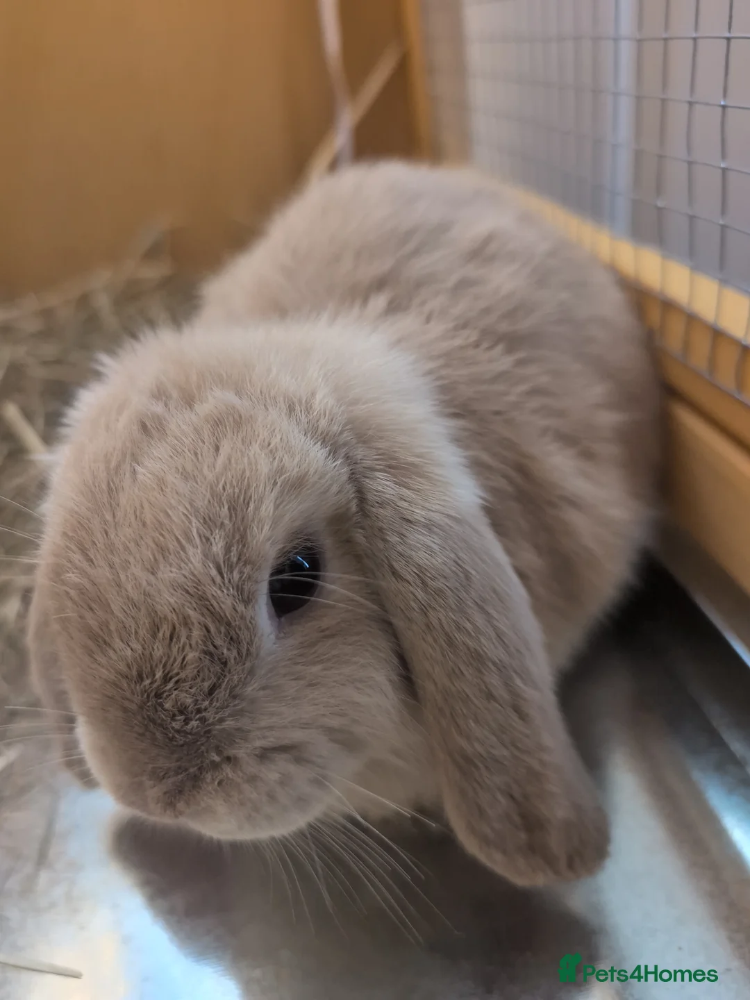 Mini Lop rabbits for sale: French mini lop rabbit  - Advert 4