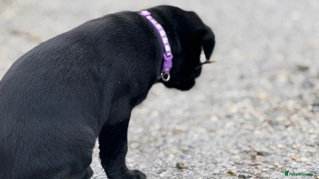 Labrador Retriever dogs for sale: Labrador Puppies  - Advert 33