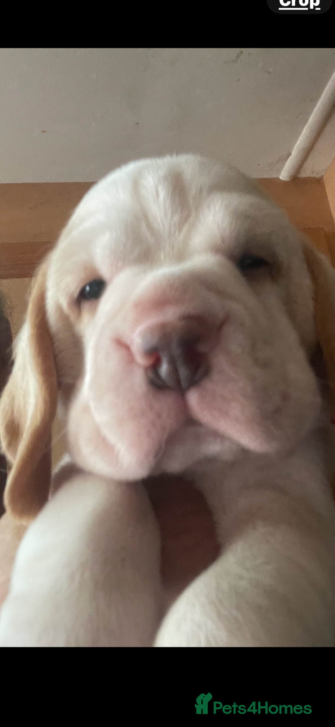 Beagle dogs for sale:  stunning kc reg pups ready midjuly july - Image 37