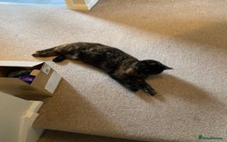 Mixed Breed cats for sale: Widgey  - Image 6