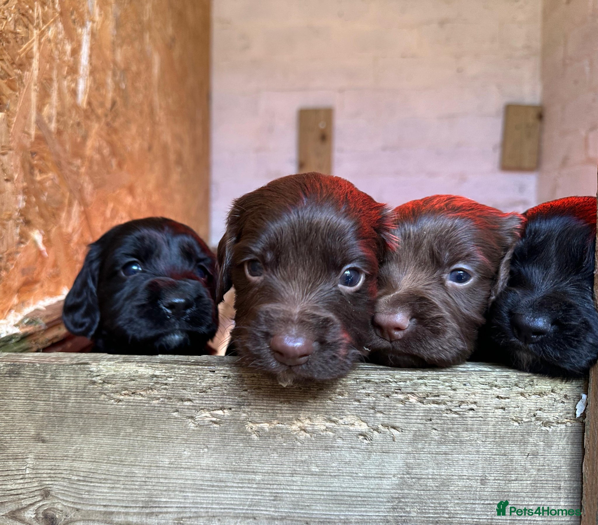 Sprocker dogs F1 sprocker puppies  - Advert 1