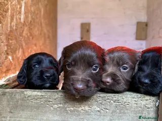 Sprocker dogs F1 sprocker puppies - Advert 1