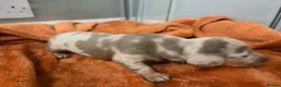Dachshund dogs for sale: Mini dachshunds  - Advert 2