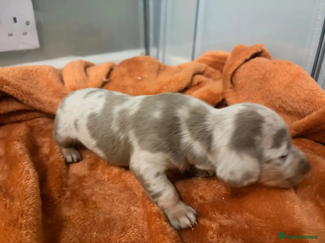 Dachshund dogs for sale: Mini dachshunds  - Advert 2