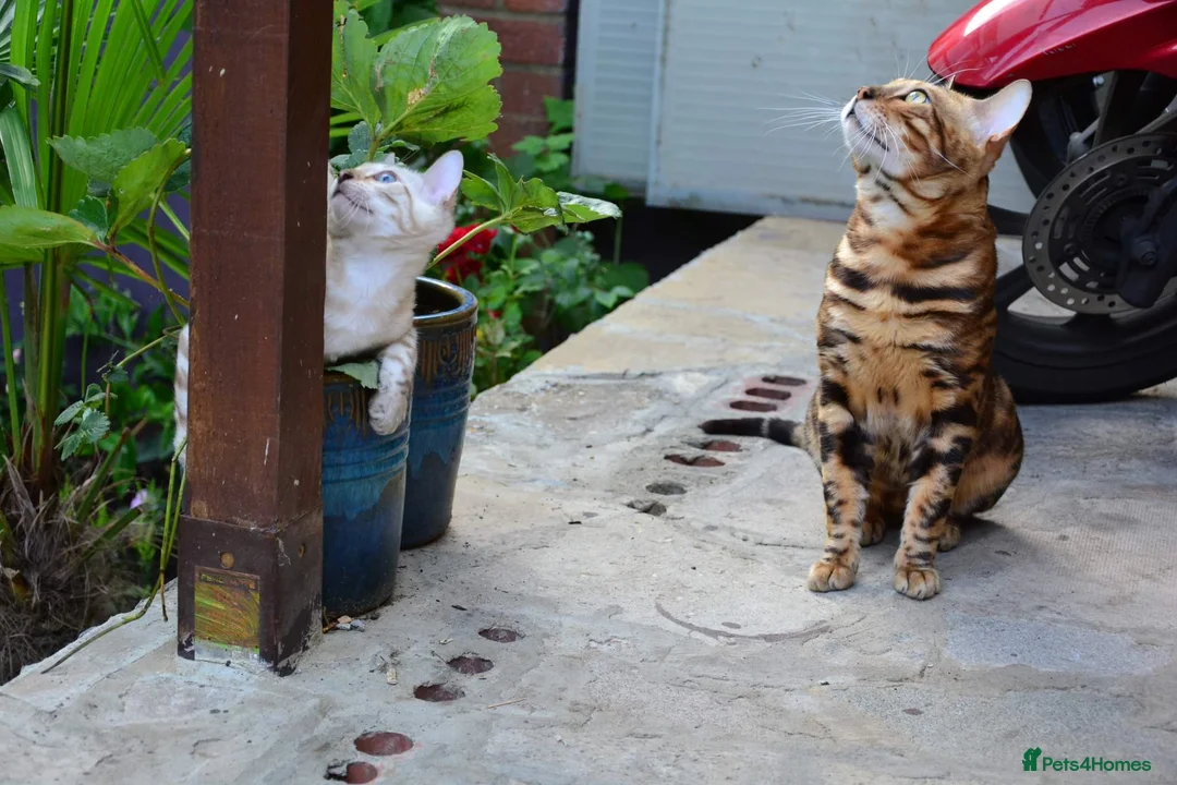 Bengal cats for stud: Impressive Stud Bengal TICA WCF reg in Harlow - Advert 12