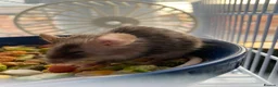 Mouse rodents for sale: 4 fancy mice only sold in twos  - Advert 4