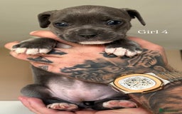 Mixed Breed dogs for sale: 11 gorgeous Staffy x Frenchie pups🤍 - Image 7