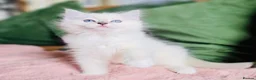 Ragdoll cats for sale: 💙 ACTIVE REGISTERED RAGDOL, DNA TESTED PARENTS 💙 - Advert 20