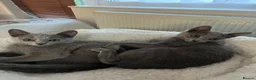 Russian Blue cats for sale: TICA registered Russian Blue kittens - Advert 4
