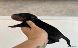 Rottweiler dogs for sale: Rottweiler Puppies - Image 15
