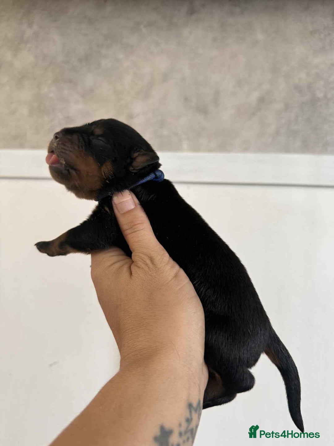 Rottweiler dogs for sale: Rottweiler Puppies - Image 15