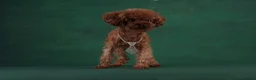 Toy Poodle dogs for sale: 🧝🏼‍♀️🦋✨ Stunning Red Asian Poodle girl, UK  - Advert 4
