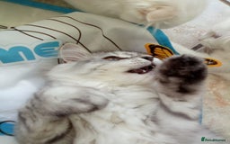 Scottish Fold cats for sale: I am a loving little boy! - Image 1