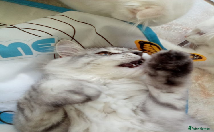 Scottish Fold cats - Advert 8