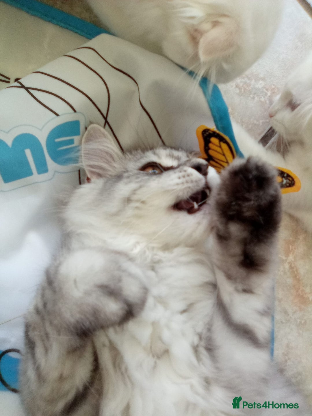 Scottish Fold cats for sale: I am a loving little boy! - Image 1