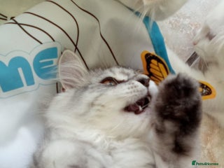 Scottish Fold cats - Advert 4