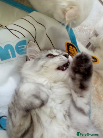 Scottish Fold cats - Advert 4