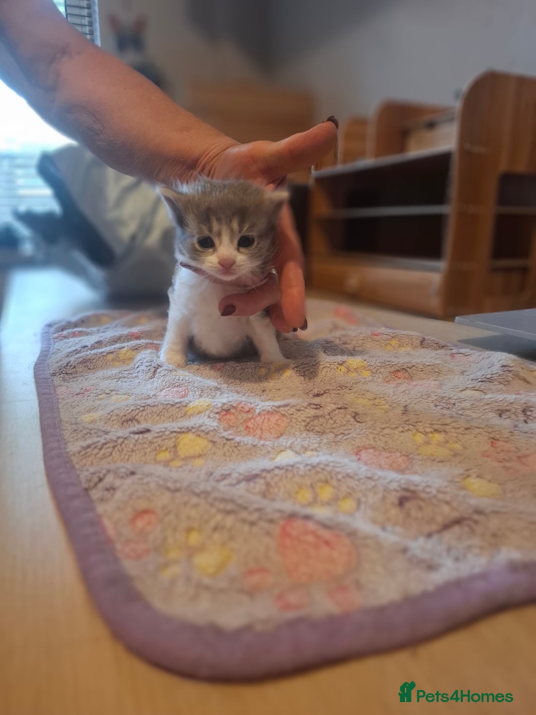 Mixed Breed cats for sale: 1 kitten left ready  2nd sept  - Image 4