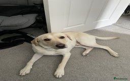 Labrador Retriever dogs for sale: Labrador retriever - Advert 3