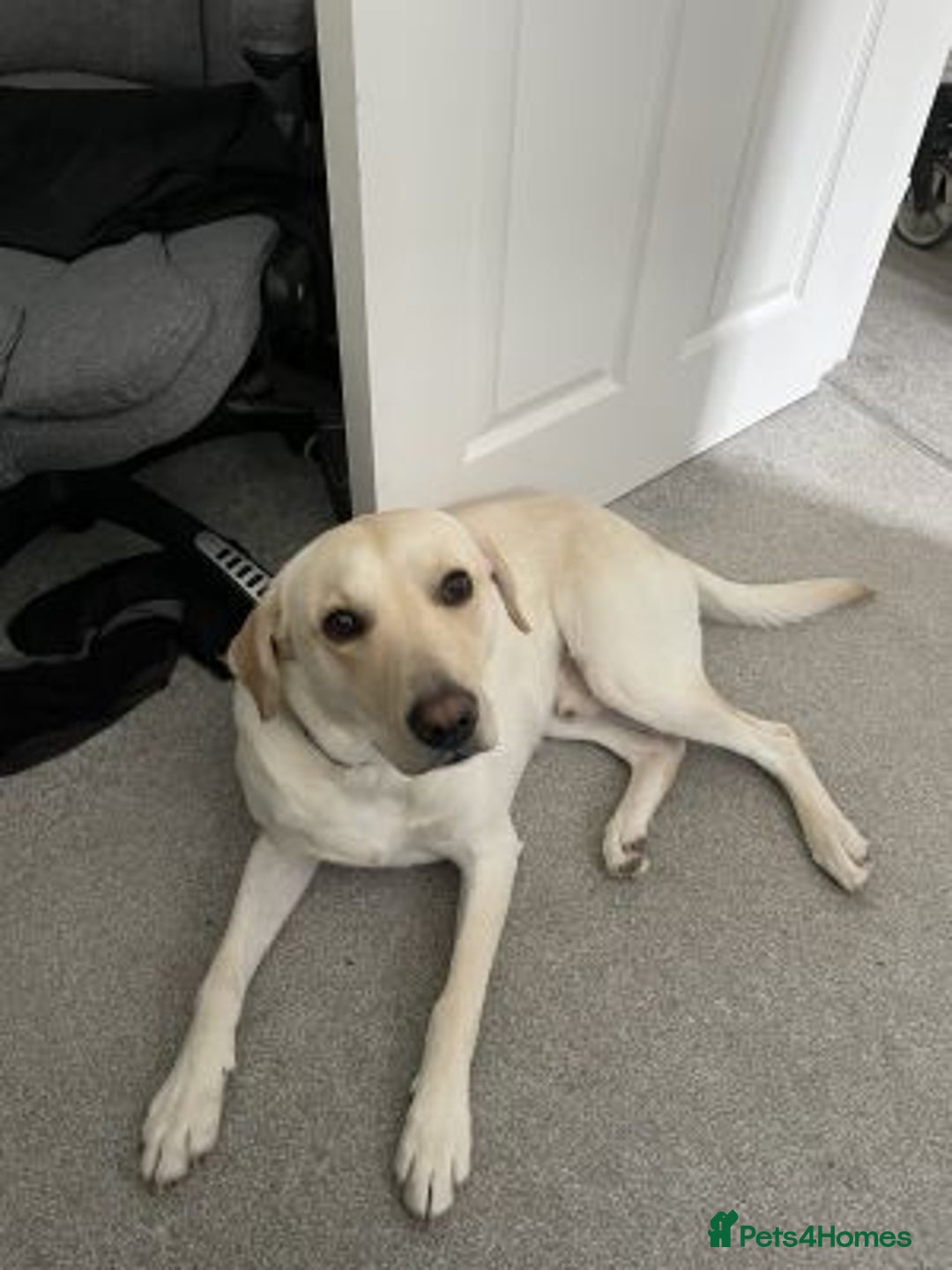 Labrador Retriever dogs for sale: Labrador retriever - Advert 3