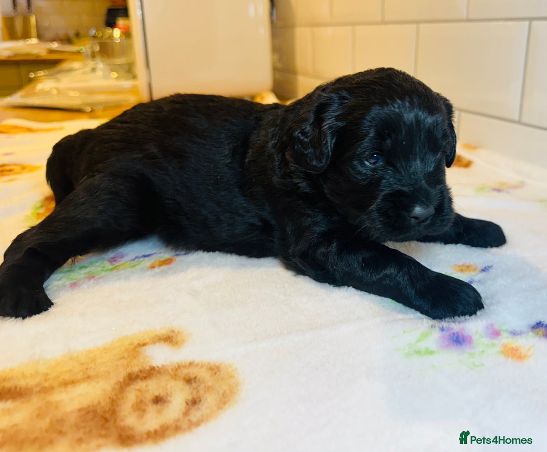 Labradoodle dogs for sale: Chunky Labradoodle Babies 🐾🐾🐾 - Image 13