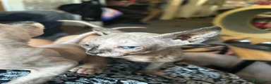Sphynx Kitten 3