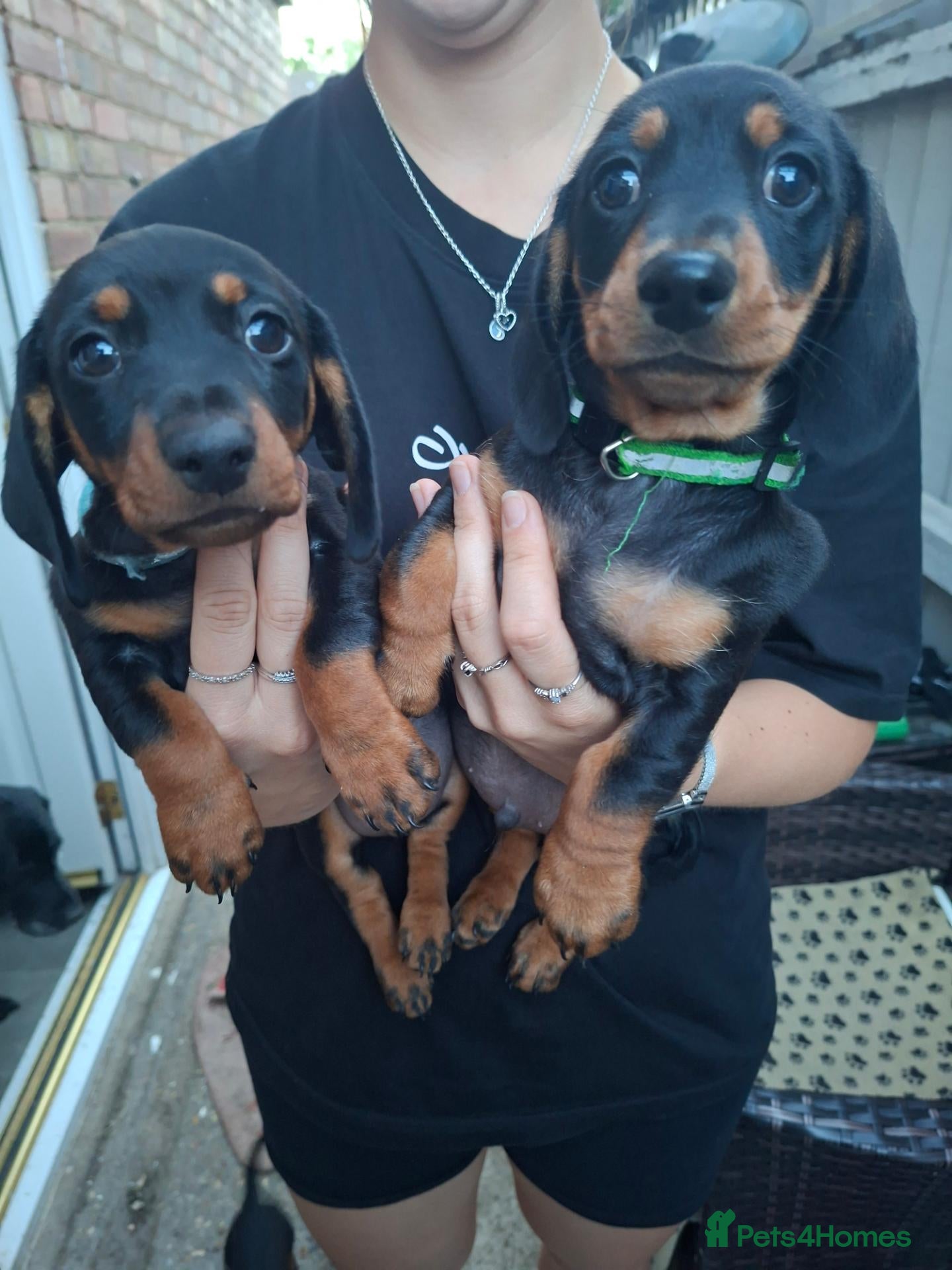 Dachshund dogs Mini dachshund puppies - Advert 3