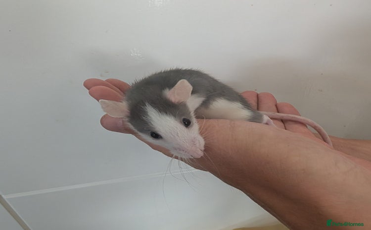 Rat rodents - Advert 16