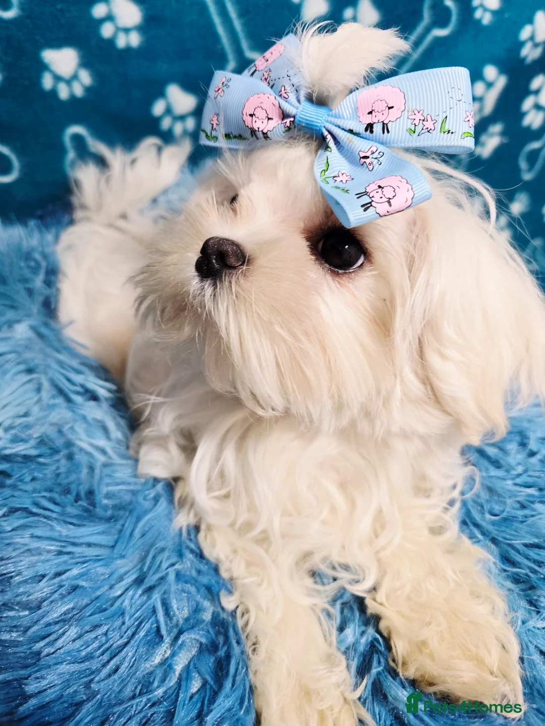 Maltese dogs for sale: Full Korean KC maltese boy London - Advert 2